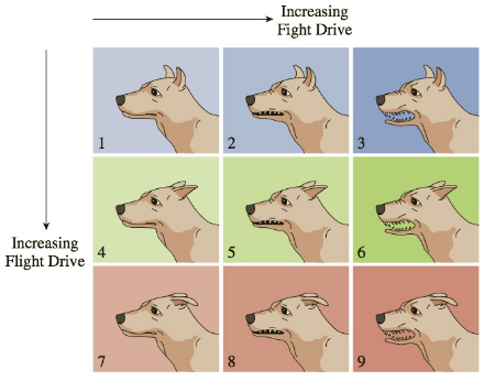 Chapter 7.1, Problem 64E, Animal Psychology Exercises 6368 concern the following chart, which shows the way in which a dog 