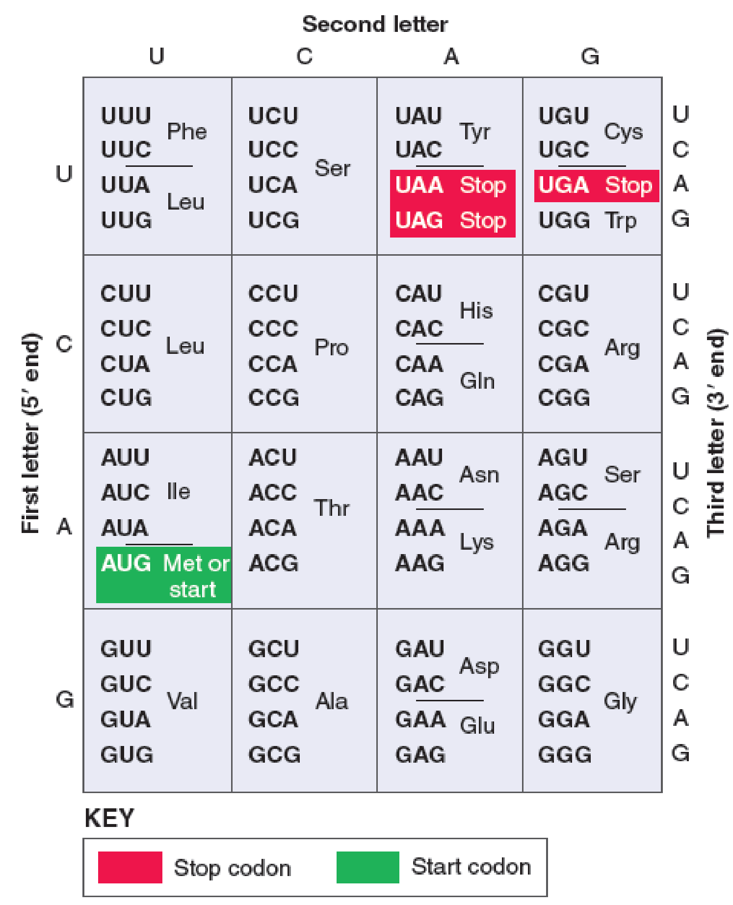 A Certain Mrna Strand Has The Following Nucleotide Sequence 5 Aug Acg Uau c Uuu 3 What Is The Anticodon For Each Codon What