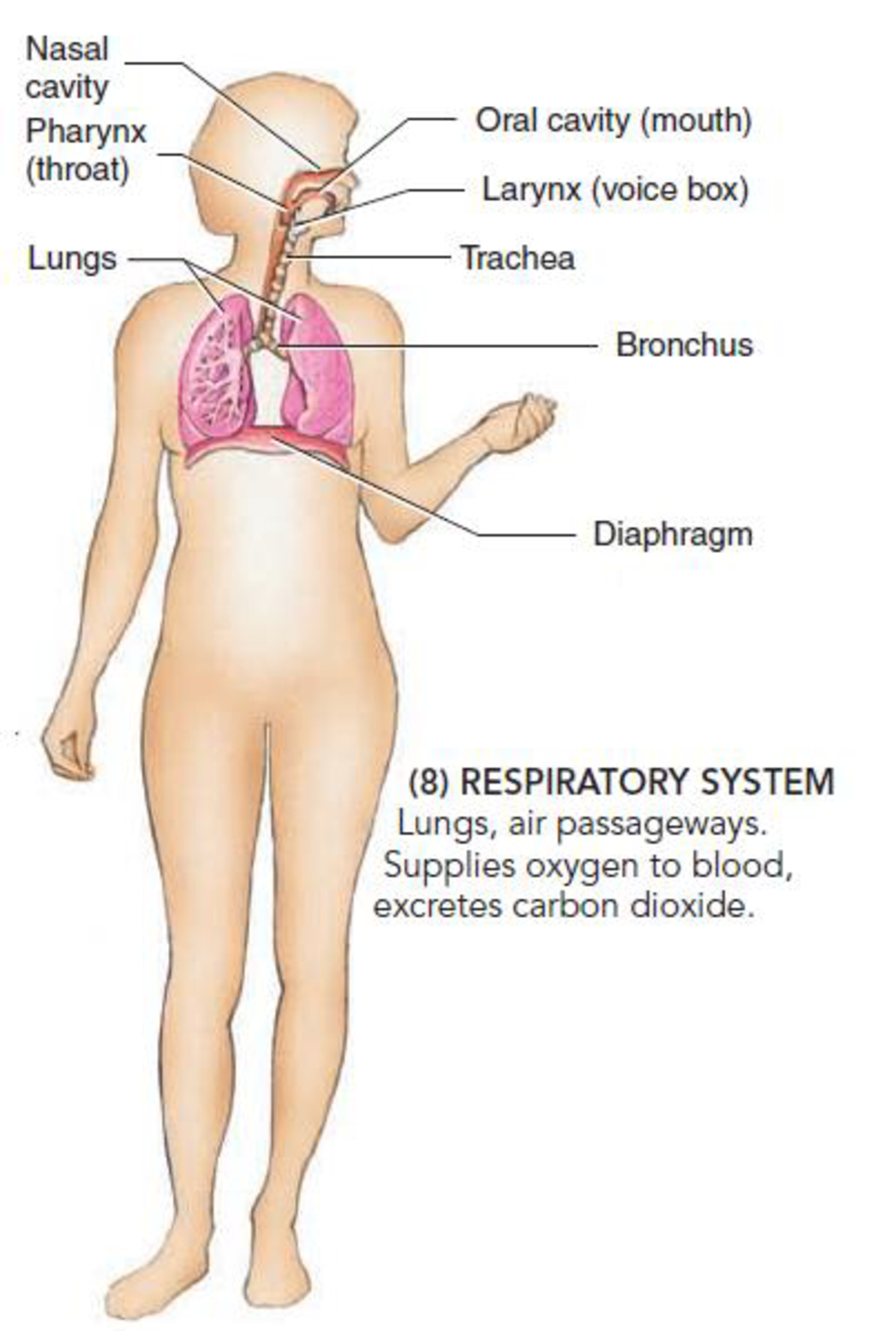 Chapter 39.1, Problem 4C, What are the main functions of each of the following organ systems: (1) respiratory, (2) urinary, , example  1