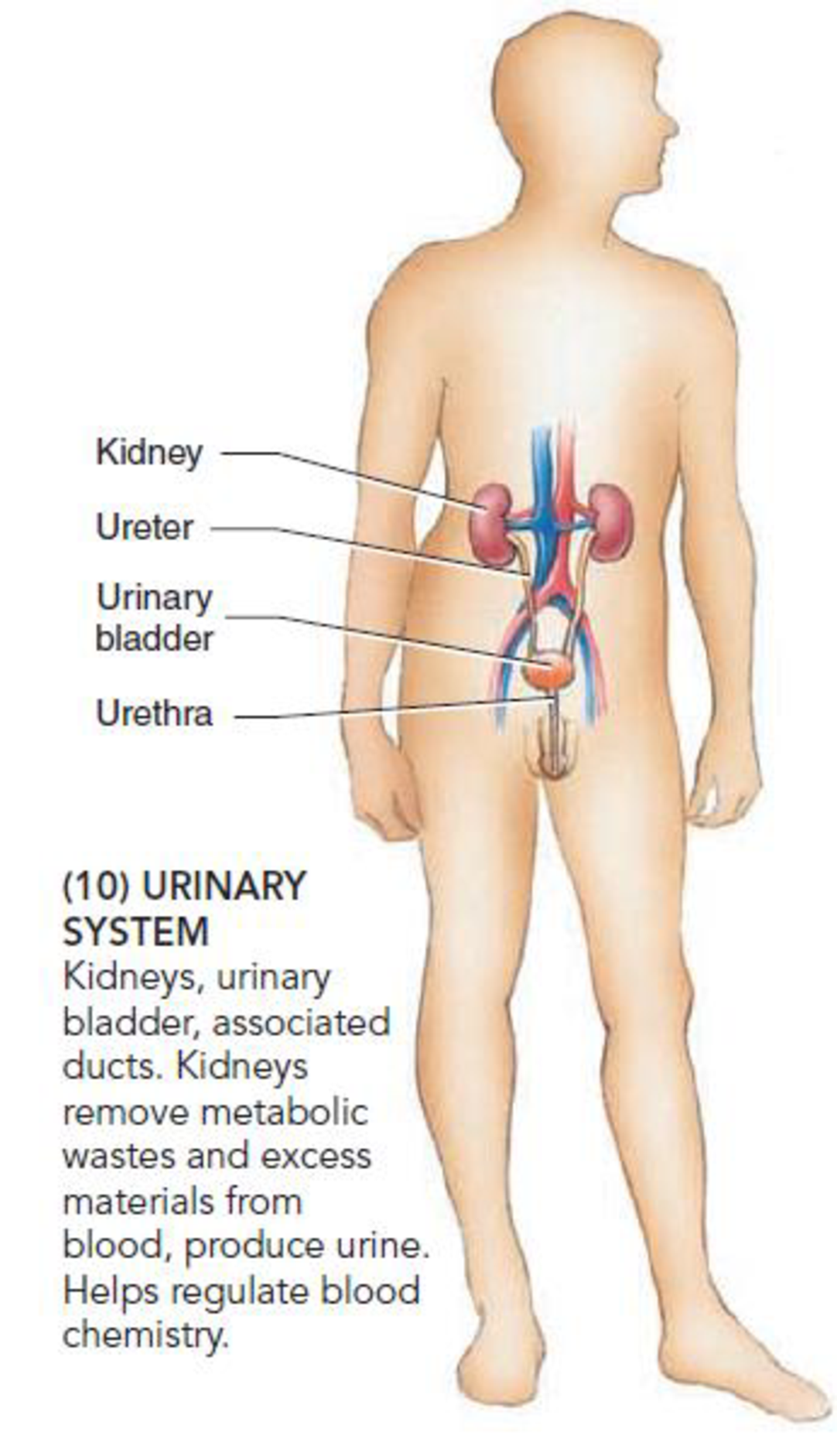 Chapter 39.1, Problem 4C, What are the main functions of each of the following organ systems: (1) respiratory, (2) urinary, , example  3