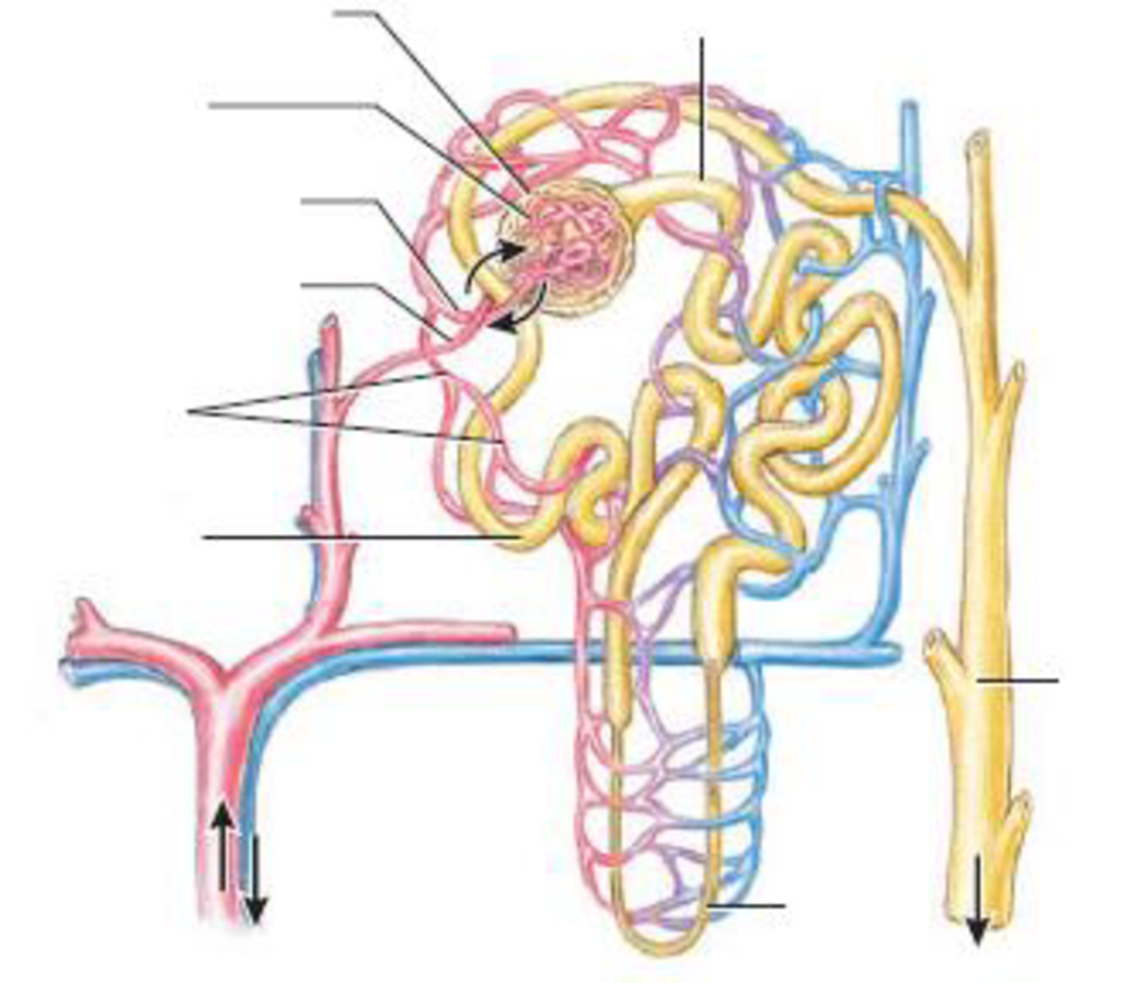 35 Label The Major Structures Of The Nephron And Associated Structures