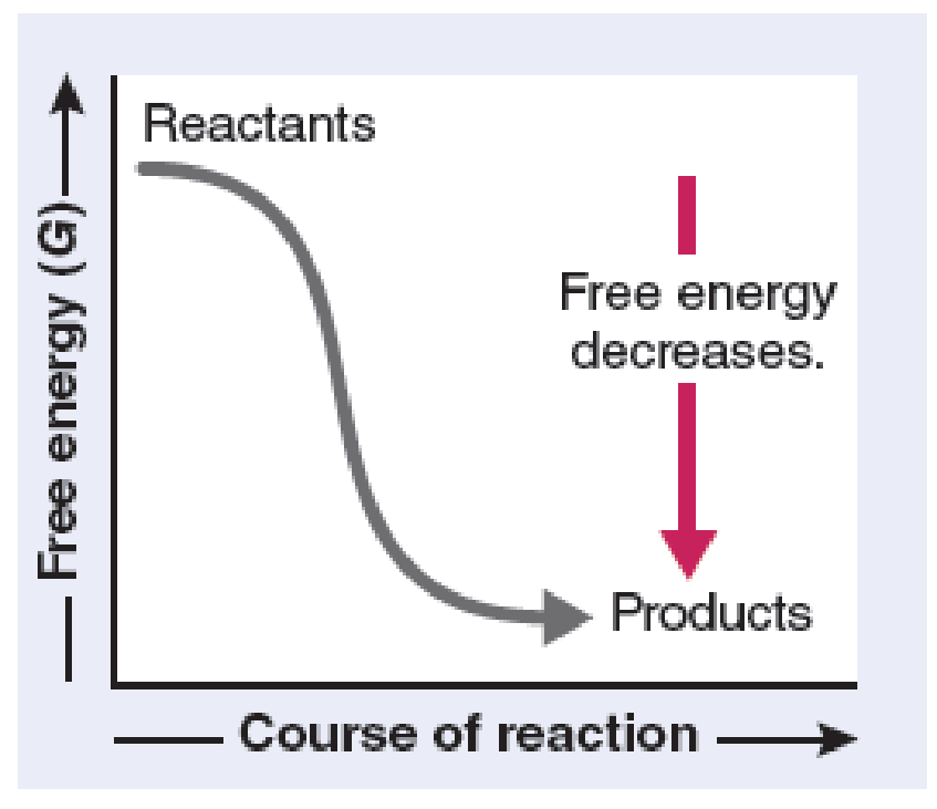 Is Atp Formation Endergonic Or Exergonic Wasfa Blog
