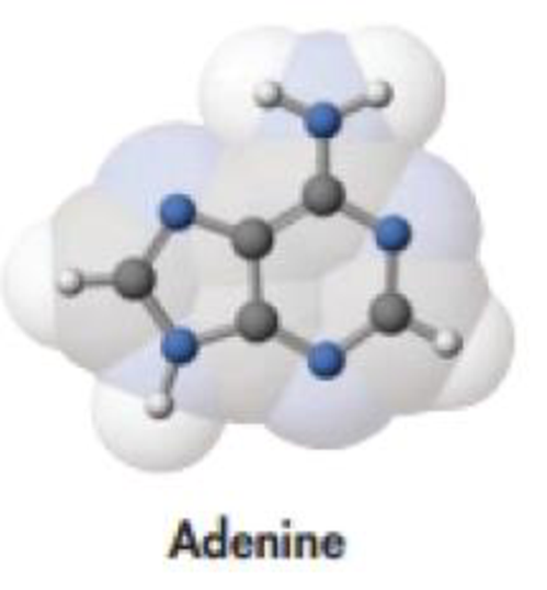Chapter 2, Problem 115GQ, The structure of one of the bases in DNA, adenine, is shown here. Which represents the greater mass: 