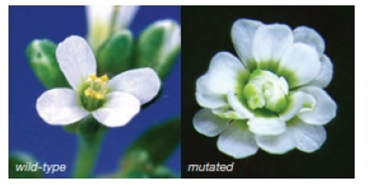 Chapter 10, Problem 4CT, The photos below show flowers from two Arabidopsis plants. The plant on the left is wild-type 