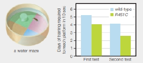 Chapter 15, Problem 1DAA, Enhanced Spatial Learning Ability in Mice Engineered to Carry an Autism Mutation Autism is a 