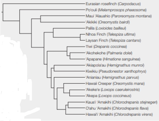 Chapter 18, Problem 4DAA, Hawaiian Honeycreeper Phylogeny The po'ouli (Melamprosops phaeosoma) was discovered in 1973 by a 