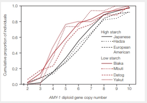 Chapter 39, Problem 1DAA, Human Adaptation to a Starchy Diet The human AMY-1 gene encodes salivary amylase, an enzyme that 