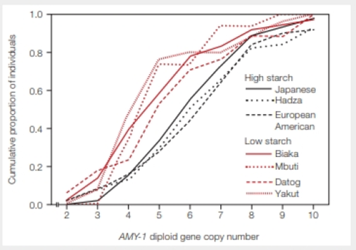 Chapter 39, Problem 3DAA, Human Adaptation to a Starchy Diet The human AMY-1 gene encodes salivary amylase, an enzyme that 