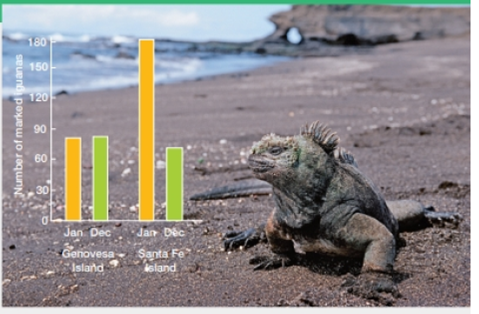 Chapter 44, Problem 1DAA, Iguana Decline In 1987, Martin Wikelski began a long-term study of marine iguanas in the Galpagos 