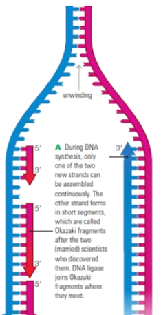 Chapter 8, Problem 2CT, Review Figures 8.12 and 8.13. In cells, the primers for DNA synthesis are short strands of RNA, so , example  2