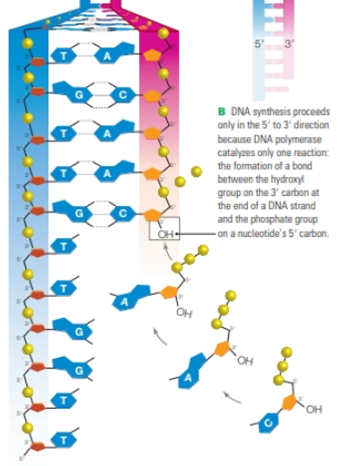 Chapter 8, Problem 2CT, Review Figures 8.12 and 8.13. In cells, the primers for DNA synthesis are short strands of RNA, so , example  3