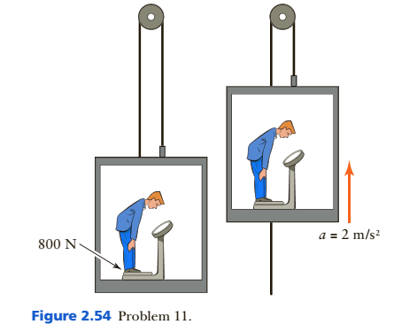 Chapter 2, Problem 11P, . A person stands on a scale inside an elevator at rest (Figure 2.54). The scale reads 800 N. (a) 