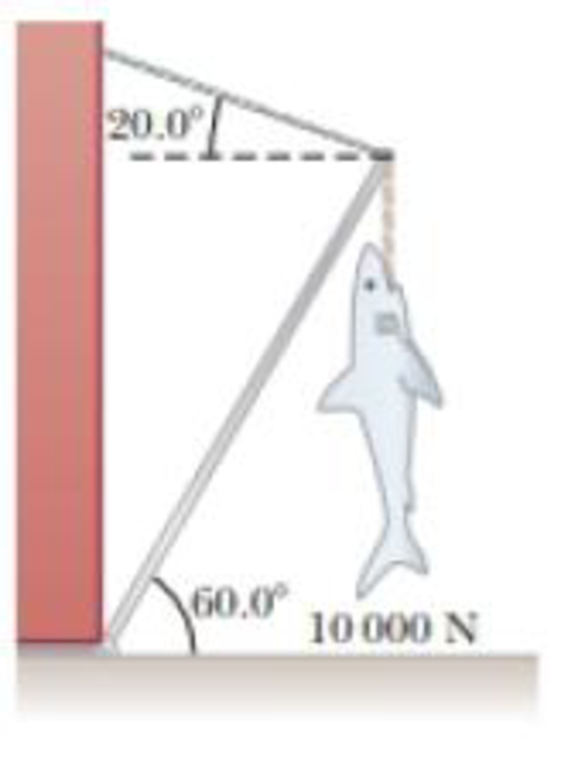 Chapter 12, Problem 49AP, A 10 000-N shark is supported by a rope attached to a 4.00-m rod that can pivot at the base. (a) 