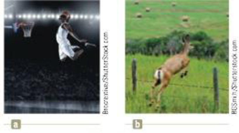Chapter 4, Problem 12P, A basketball star covers 2.80 m horizontally in a jump to dunk the ball (Fig. P4.12a). His motion 