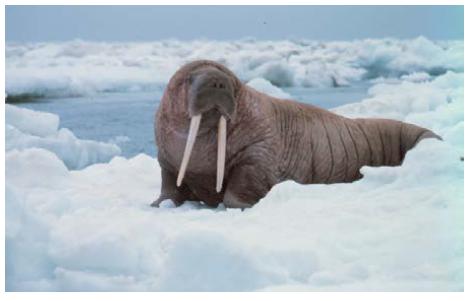 Chapter 14, Problem 37PE, A walrus transfers energy by conduction through its blubber at the rate of 150 W when immersed in , example  2