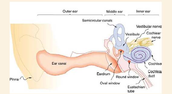 Chapter 17, Problem 50PE, The ear canal resonates like a tube closed at one end. (See Figure 17.39.) If ear canals range in , example  1