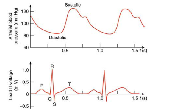 Chapter 20, Problem 96PE, Integrated Concepts (a) Referring to Figure 20.34, find the time systolic pressure lags behind the 