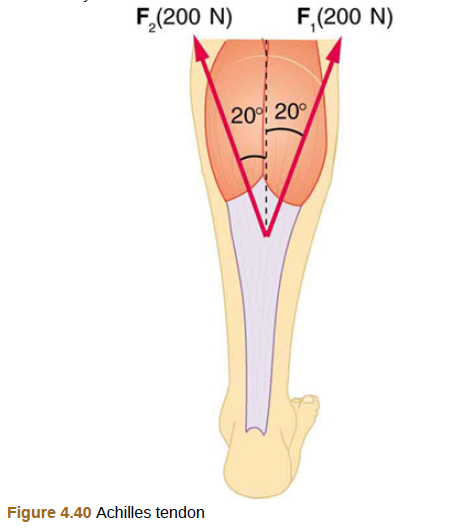 Chapter 4, Problem 41PE, Two muscles in the back of the leg pull upward on the Achilles tendon, as shown in Figure 4.40 