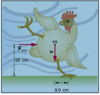 Chapter 9, Problem 11PE, (a) What force must be exerted by the wind to support a 2.50-kg chicken in the position shown in 