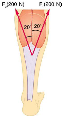 Chapter 9, Problem 27PE, Two muscles in the back of the leg pull on the Achilles tendon as shown in Figure 9.37. What total 