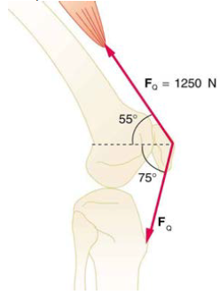 Chapter 9, Problem 28PE, The upper leg muscle (quadriceps) exerts a force of 1250 N, which is carried by a tendon over the 