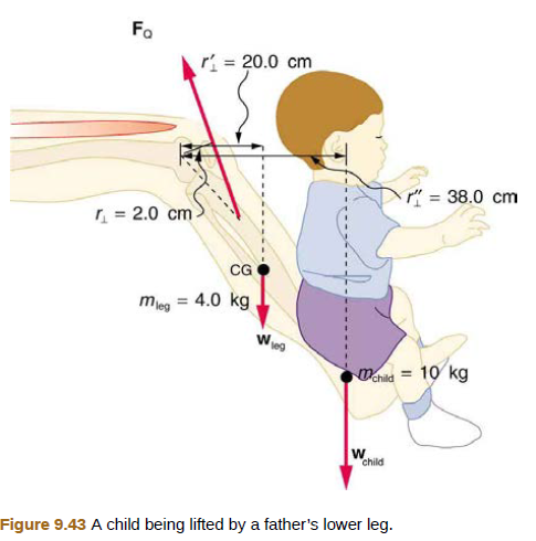Chapter 9, Problem 34PE, A father lifts his child as shown in Figure 9.43. What force should the upper leg muscle exert to 