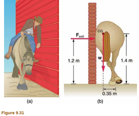 Chapter 9, Problem 6PE, Suppose a horse leans against a wall as in Figure 9.31. Calculate the force exerted on the wall 