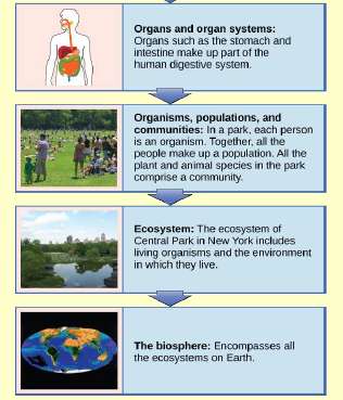 biosphere ecosystem community population organism