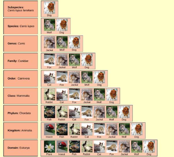 Cats and Dogs image classification