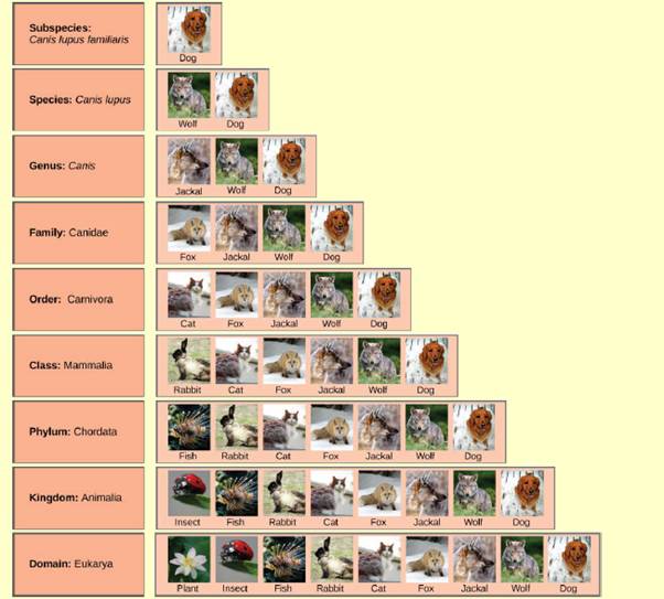 Chapter 12, Problem 1ACQ, Figure 12.3 In what levels are cats and dogs considered to be part of the same group? , example  1