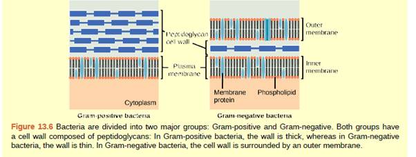 Chapter 13, Problem 1ACQ, Figure 13.6 Which of the following statements is true? a. Gram-positive bacteria have a single cell 