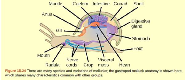 Chapter 15, Problem 2ACQ, Figure 15.24 Which of the following statements about the anatomy of a mollusk is false? a. Mollusks 