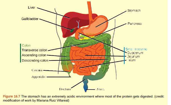 Chapter 16, Problem 2ACQ, Figure 16.7 Which of the following statements about the digestive system is false? a. Chyme is a 