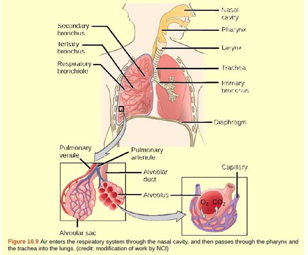 Chapter 16, Problem 3ACQ, Figure 16.9 Which of the following statements about the human respiratory system is false? a. When 