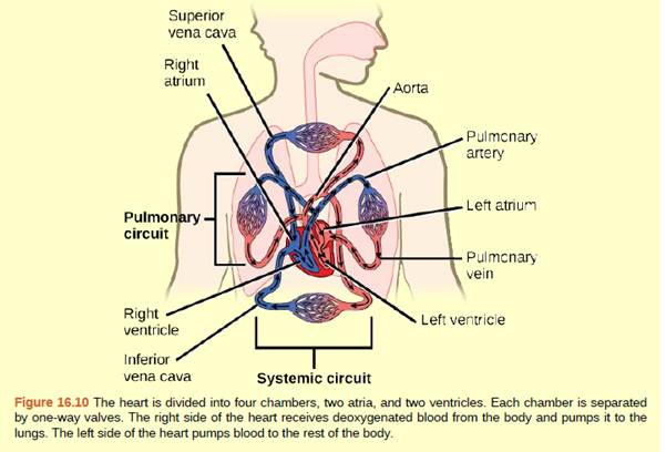 Chapter 16, Problem 4ACQ, Figure 16.10 Which of the following statements about the circulatory system is false? a. Blood in 