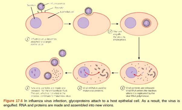 Chapter 17, Problem 2ACQ, Figure 17.6 Influenza virus is packaged in a viral envelope, which fuses with the plasma membrane. 