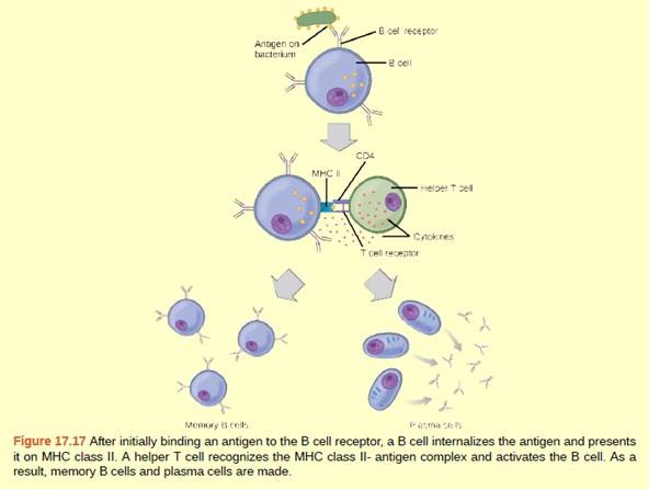 Chapter 17, Problem 3ACQ, Figure 17.17 The Rh antigen is found on Rh-positive red blood cells. An Rh-negative female can 