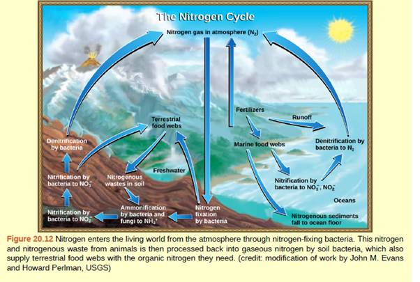 Chapter 20, Problem 1ACQ, Figure 20.12 Which of the following statements about the nitrogen cycle is false? a. Ammonification 