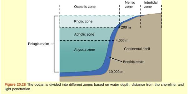 neritic zone diagram
