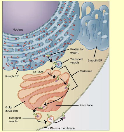 Chapter 3, Problem 2ACQ, Figure 3.13 Why does the cis face of the Golgi not face the plasma membrane? , example  1