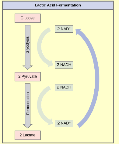 Chapter 4, Problem 3ACQ, Figure 4.16 Tremetol, a metabolic poison found in white snake root plant, prevents the metabolism of , example  1