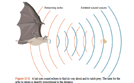 Chapter 17, Problem 57P, Suppose a bat uses sound echoes to locate its insect prey, 3.00 m away. (See Figure 17.6.) (a) 