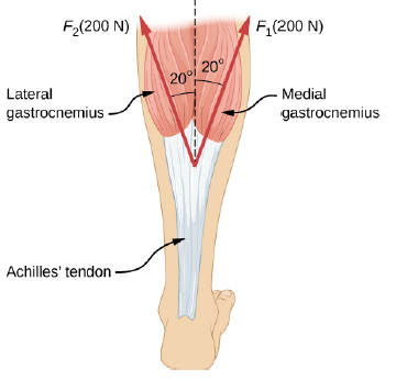 Chapter 6, Problem 29P, Two muscles in the back of the leg pull upward on the Achilles tendon, as shown below. (These 
