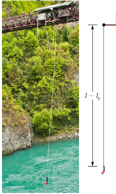 Chapter 7, Problem 39P, A bungee cord is essentially a very long rubber band that can stretch up to four times its , example  12