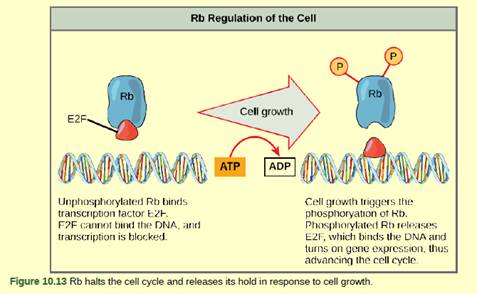 Chapter 10, Problem 2VCQ, Figure 10.13 Rb and other proteins that negatively regulate the cell cycle are sometimes called 