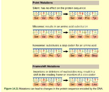 Chapter 14, Problem 3VCQ, Figure 14.21 A fr am eshift mutation that results in the insertion of three nucleotides is often 