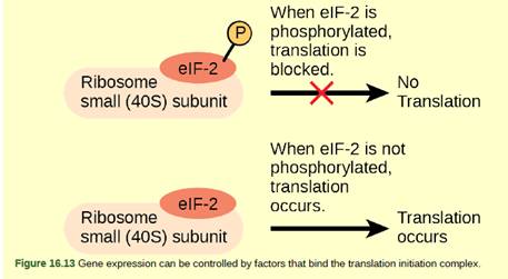 Chapter 16, Problem 3VCQ, Figure 16.13 An increase in phosphorylation levels of elF-2 has been observed in patients with 