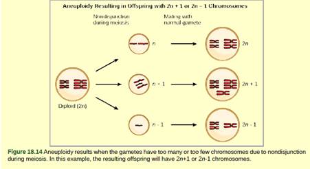 Chapter 18, Problem 1VCQ, Figure 18.14 Which is most likely to survive, offspring with 2n+l chromosomes or offspring with 2n-l 
