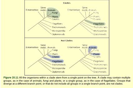 Chapter 20, Problem 3VCQ, Figure 20.11 What is the largest clade in this diagram? 