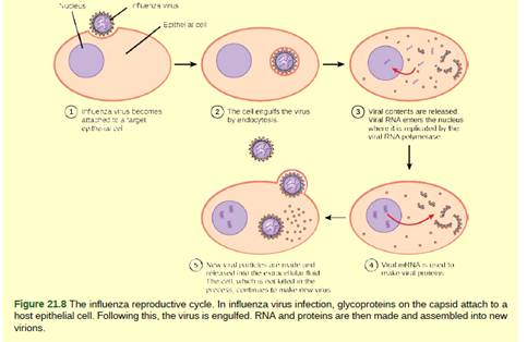 Chapter 21, Problem 2VCQ, Figure 21.8 Influenza virus is packaged in a viral envelope that fuses with the plasma membrane. 